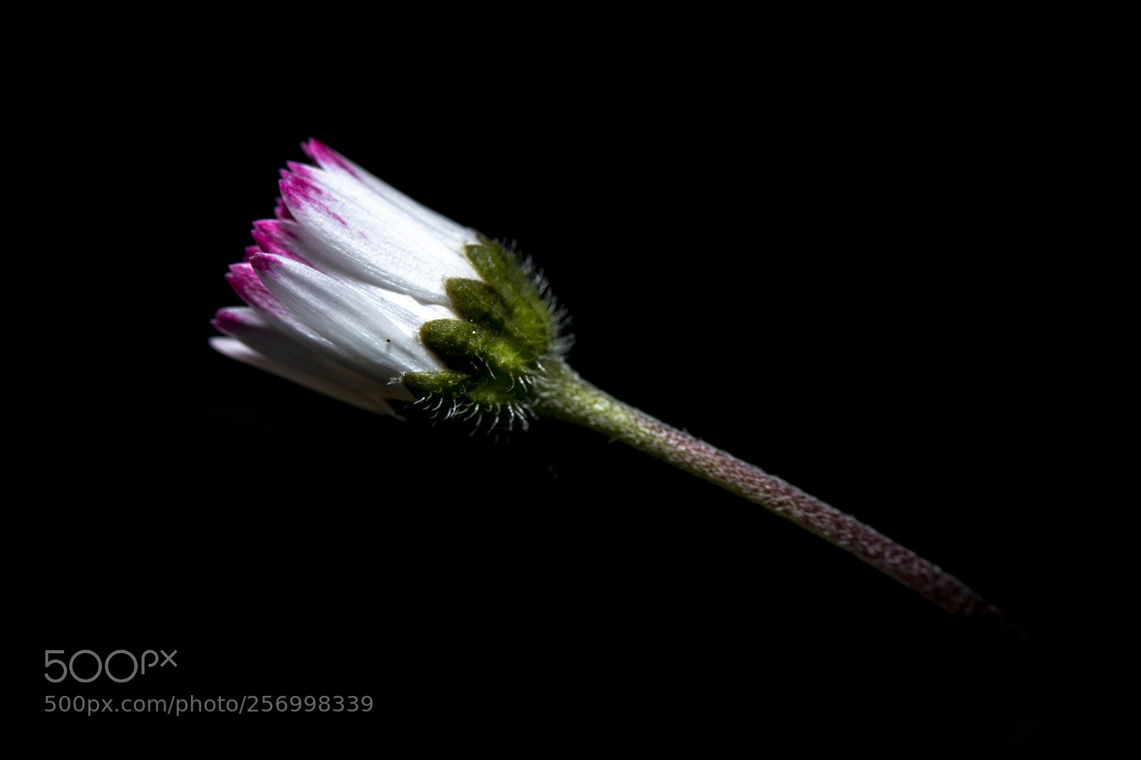 Canon EOS 70D sample photo. Flower in the street photography