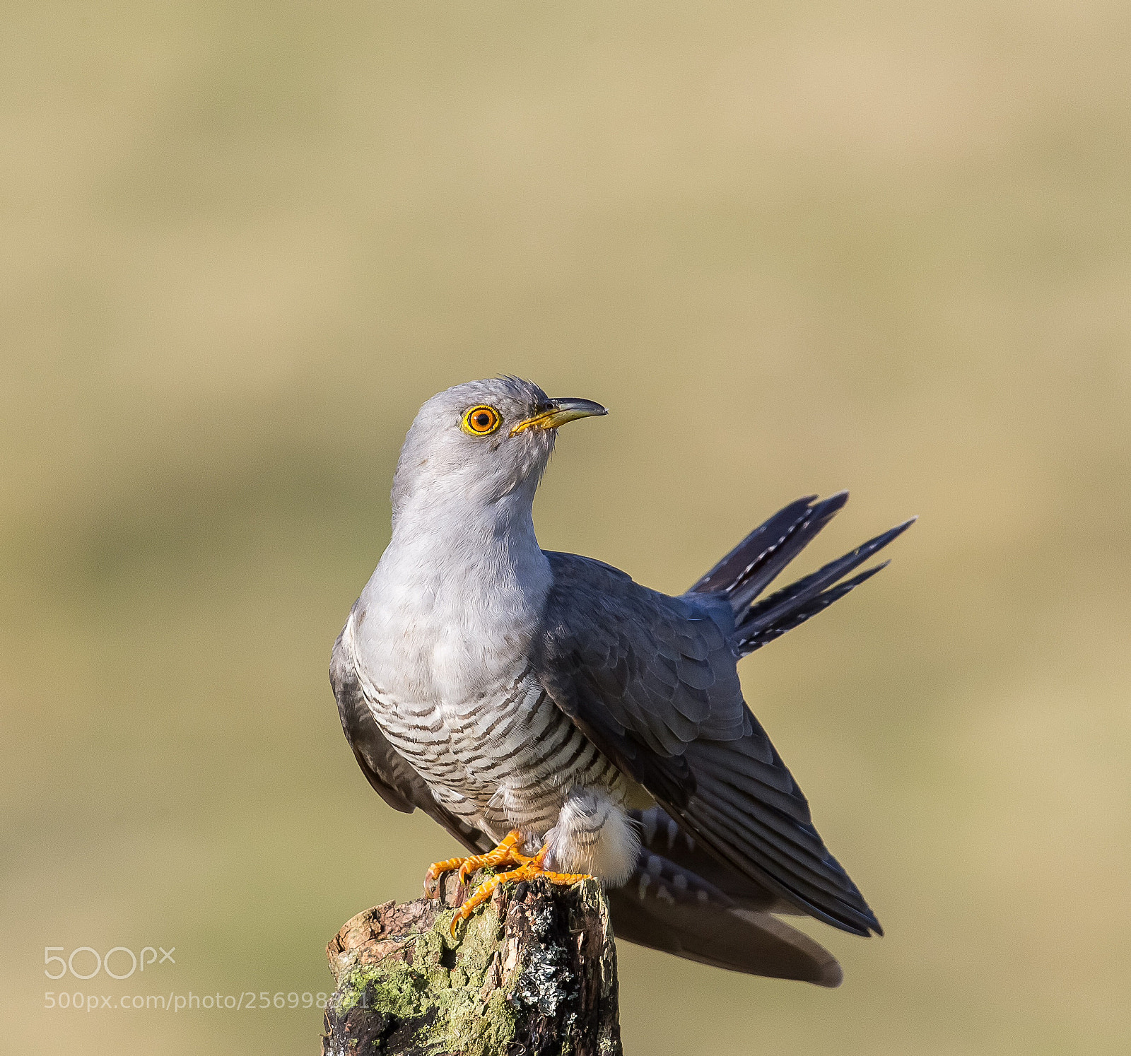 Canon EOS-1D X sample photo. Common cuckoo photography