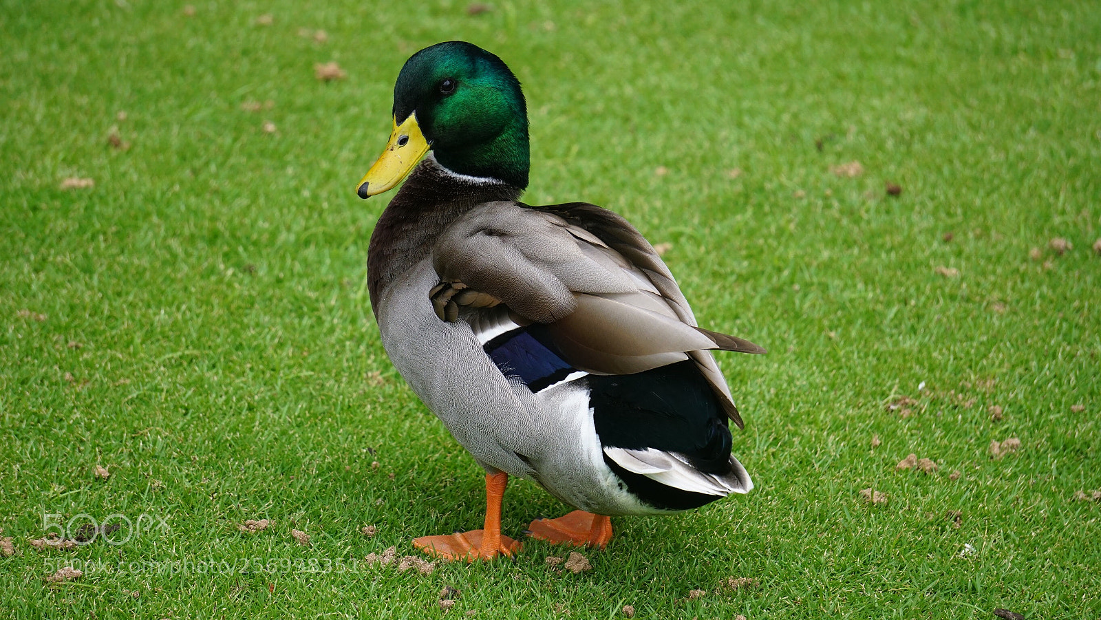 Sony a6000 sample photo. Duck portrait  photography