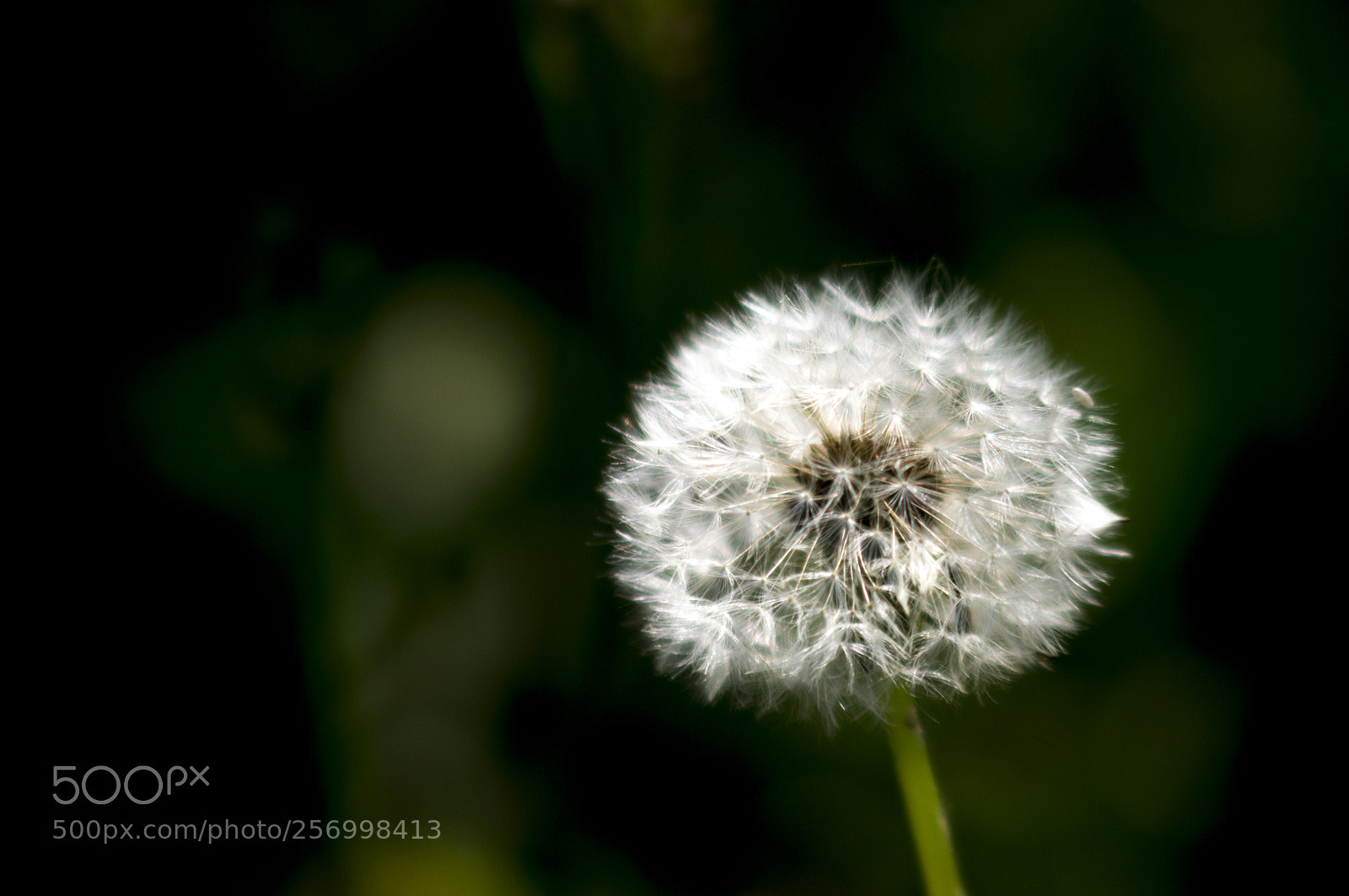 Pentax K-r sample photo. Tarassaco photography