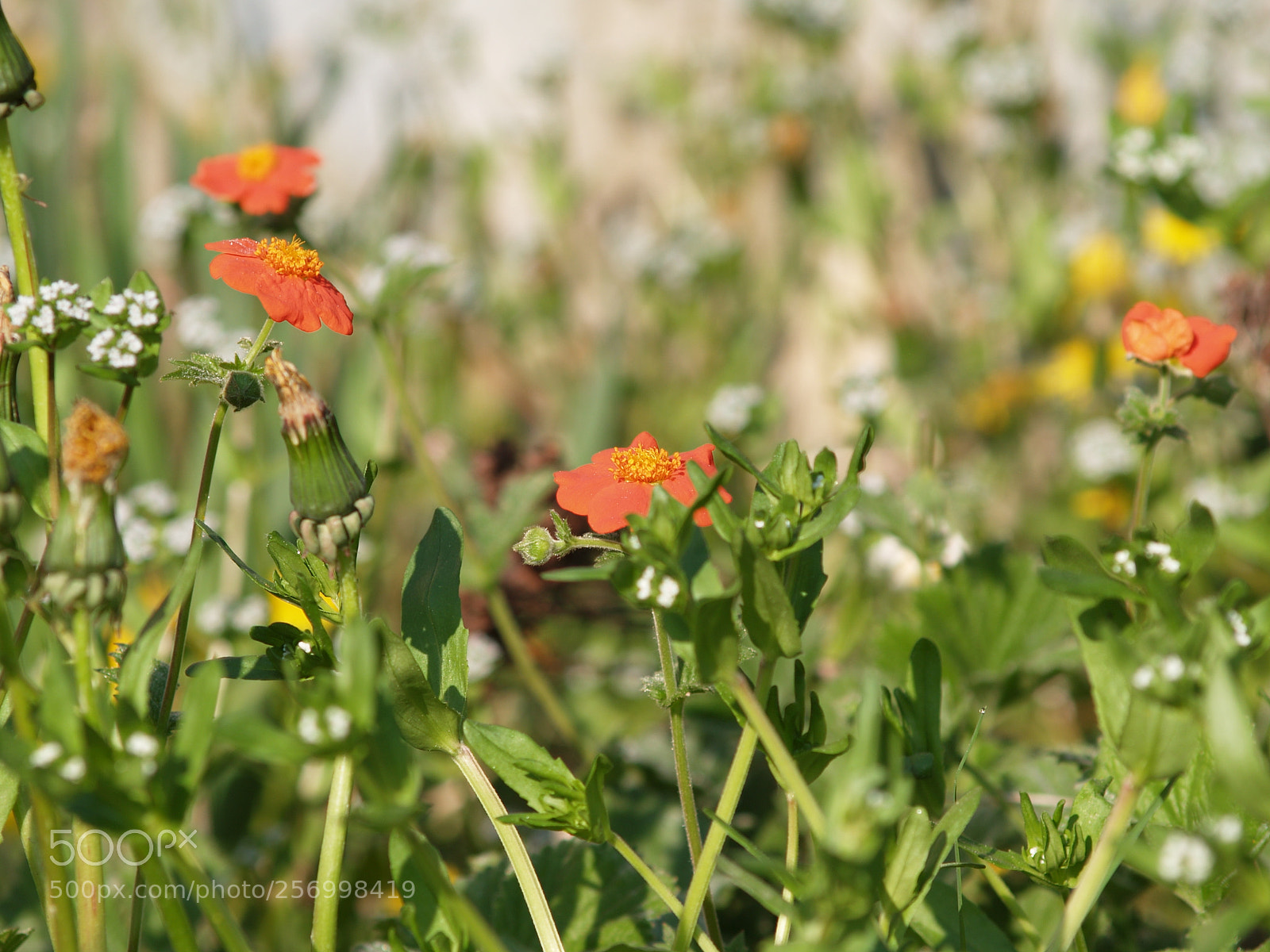 Olympus E-300 (EVOLT E-300) sample photo. Abandoned garden photography