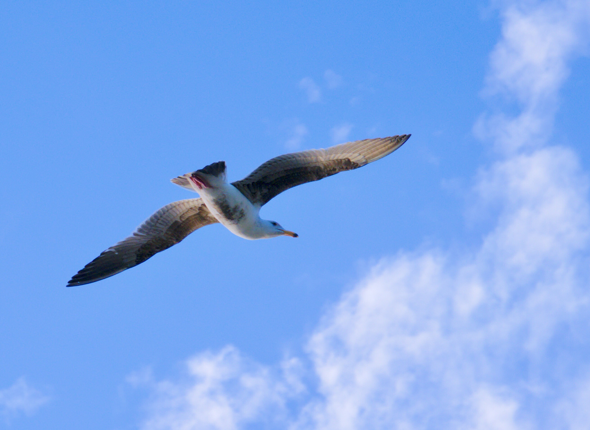 Panasonic Lumix DMC-G85 (Lumix DMC-G80) sample photo. Seabird photography