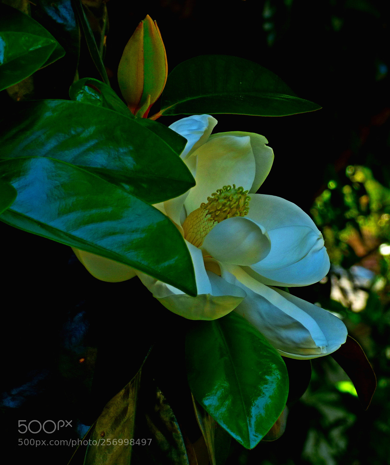 Panasonic Lumix DMC-FZ70 sample photo. Magnolia photography