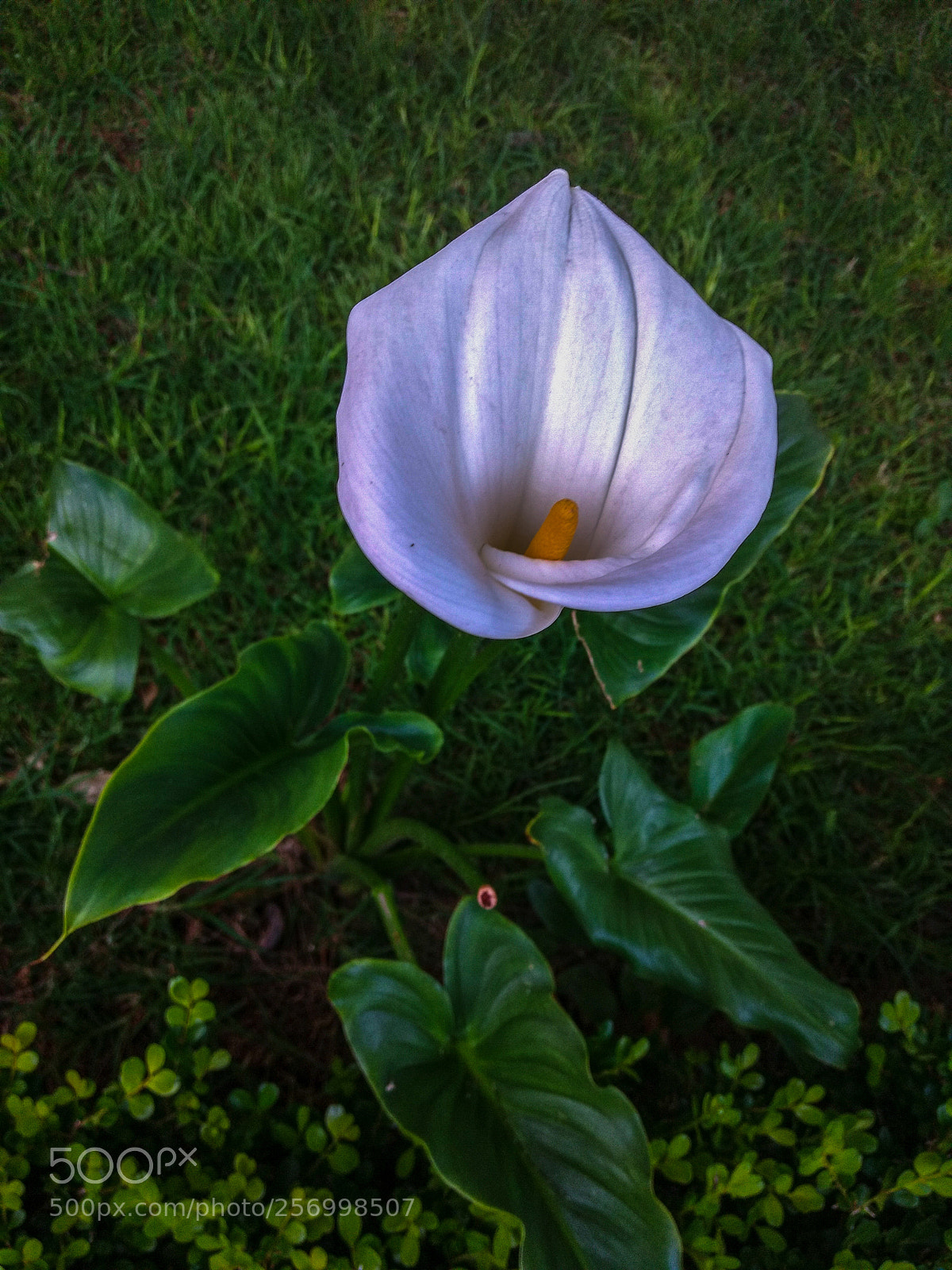 Motorola Moto G (4) sample photo. Tulip photography