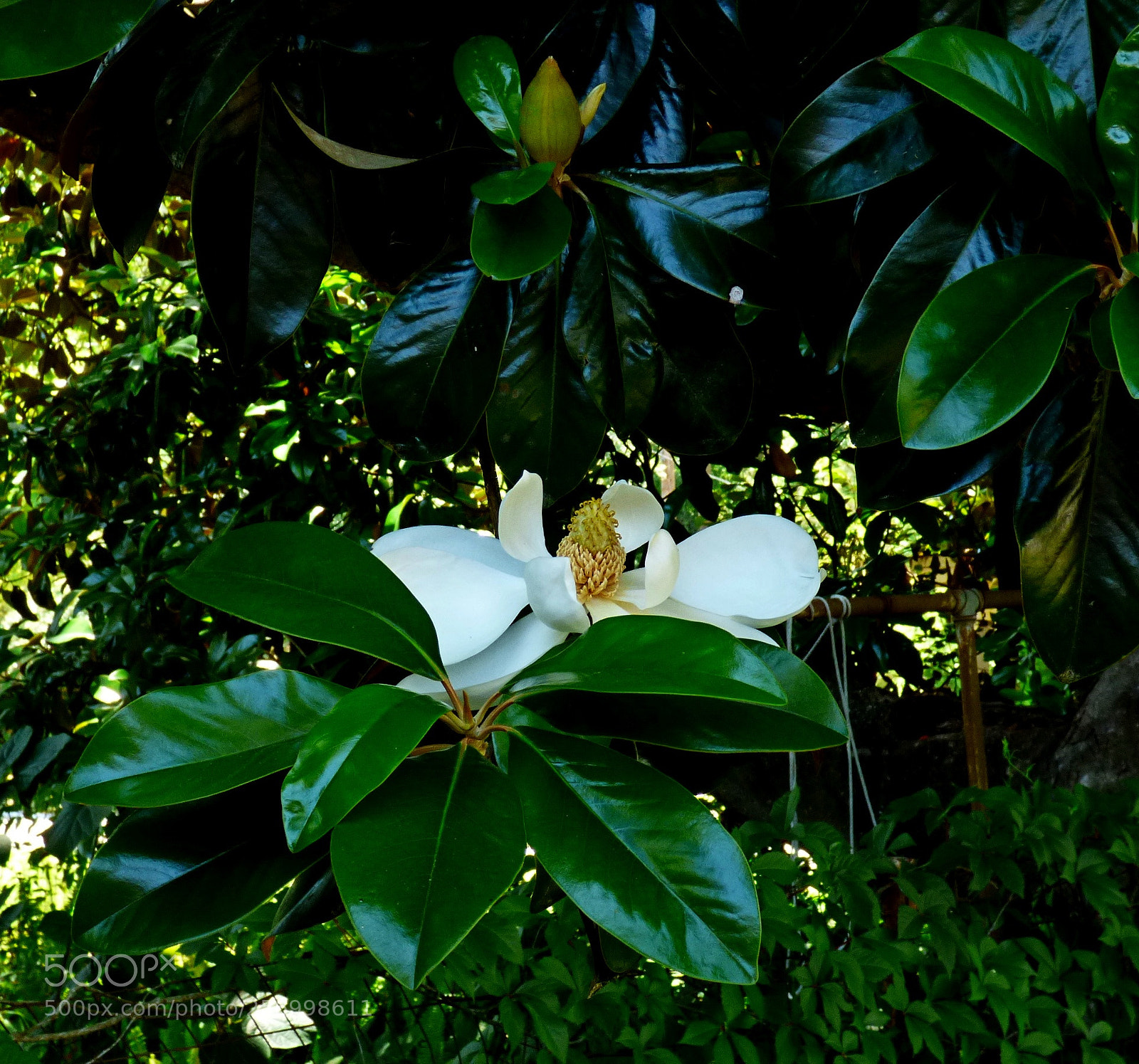 Panasonic Lumix DMC-FZ70 sample photo. Magnolia photography