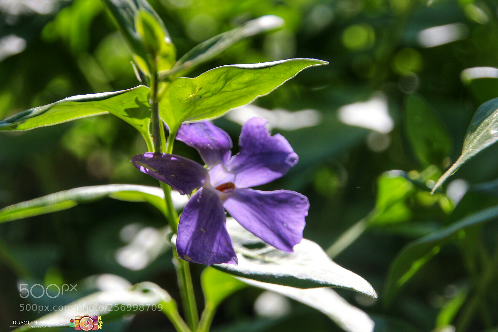 Canon EOS 700D (EOS Rebel T5i / EOS Kiss X7i) sample photo. Untitled photography