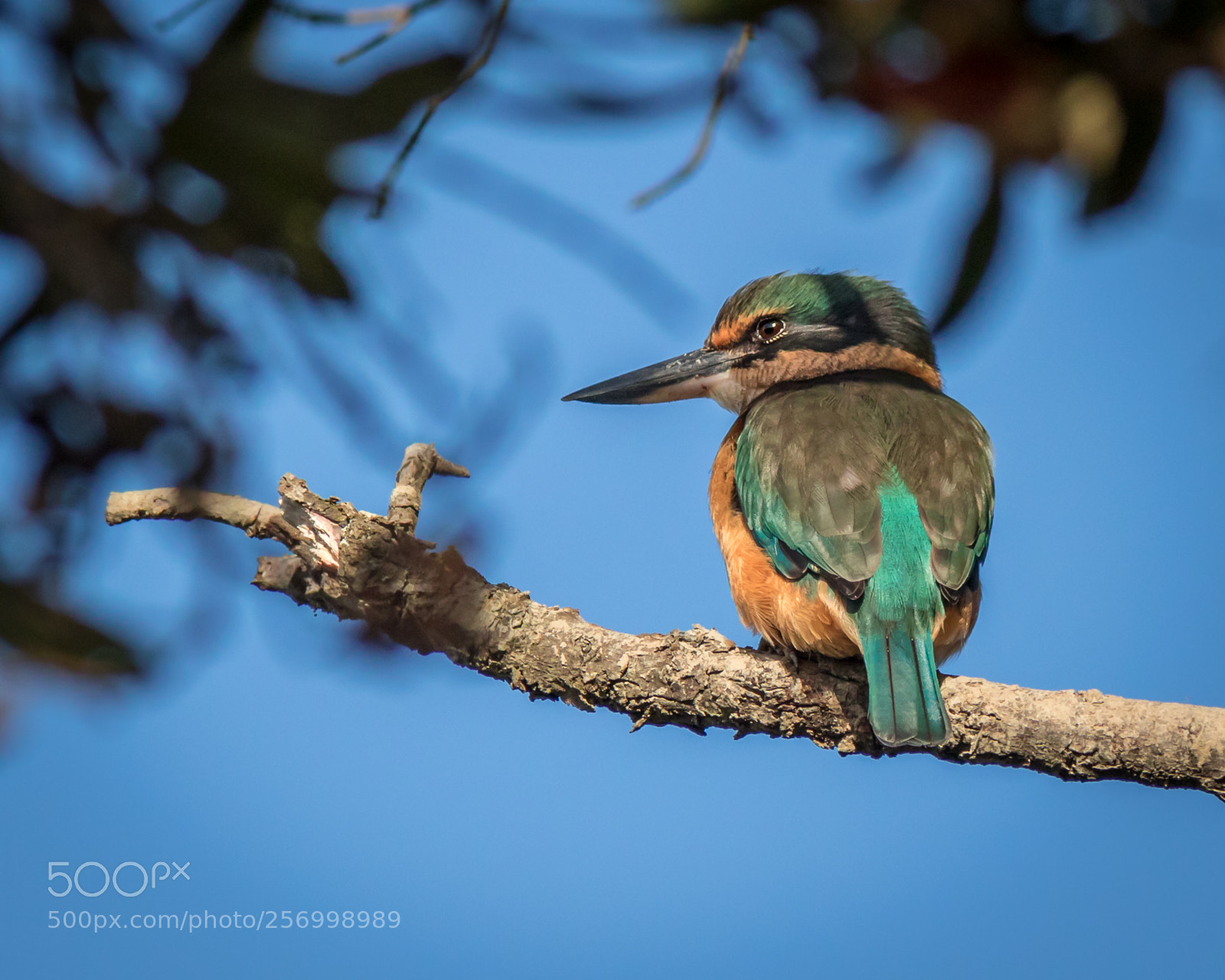 Canon EOS 7D Mark II sample photo. New zealand sacred kingfisher photography