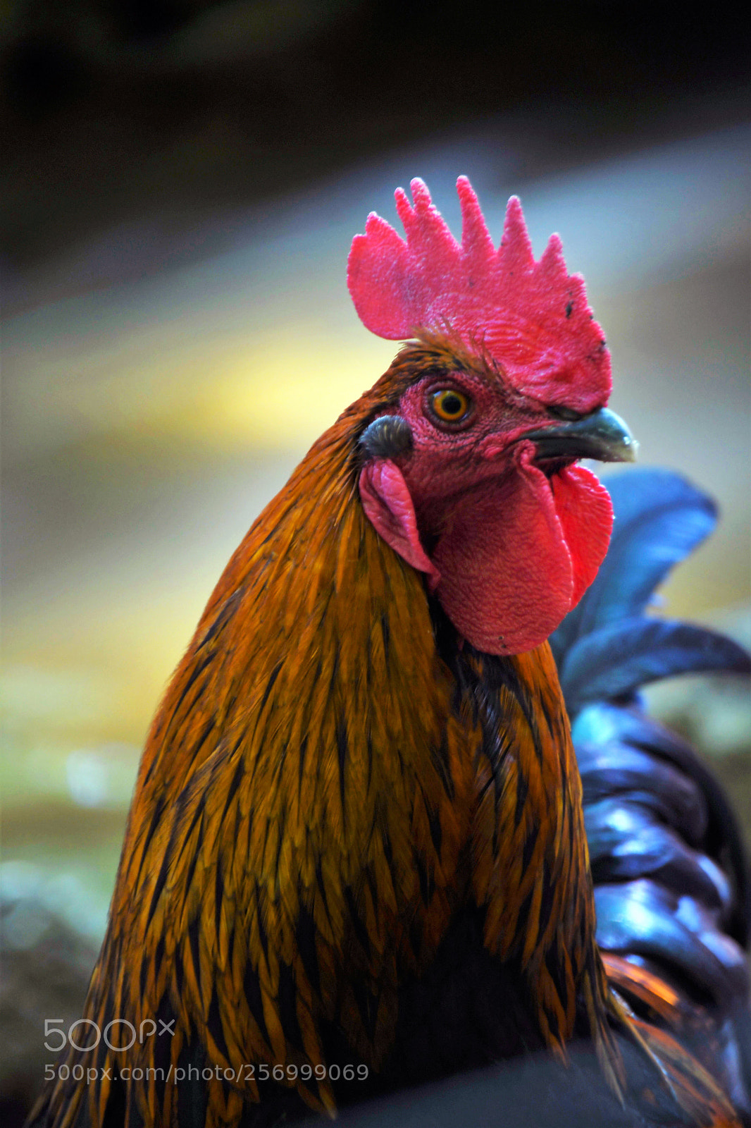 Nikon D500 sample photo. ...the boss... photography