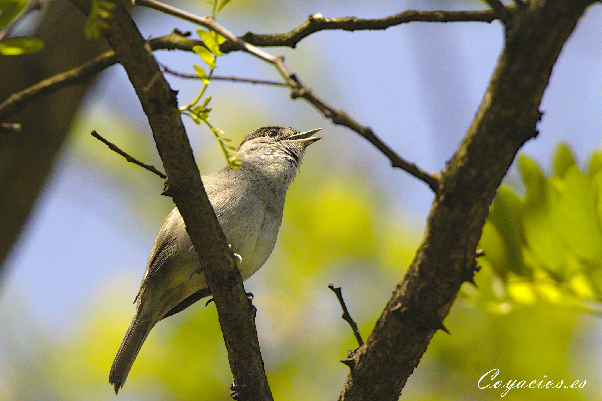 Canon EOS 7D Mark II sample photo. Curruca capirotada ♂ (sylvia atricapilla) photography