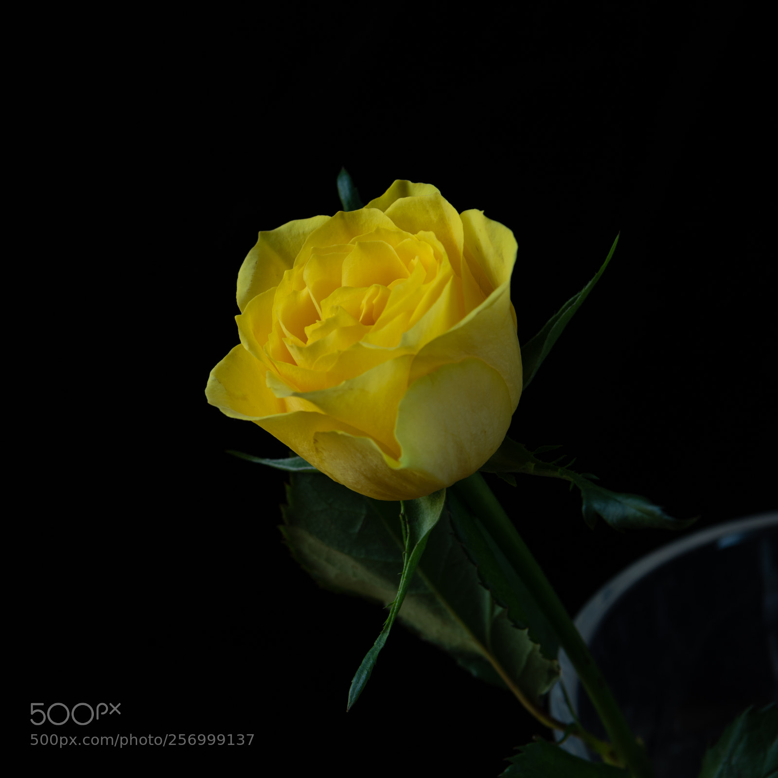 Nikon D850 sample photo. Single yellow rose photography