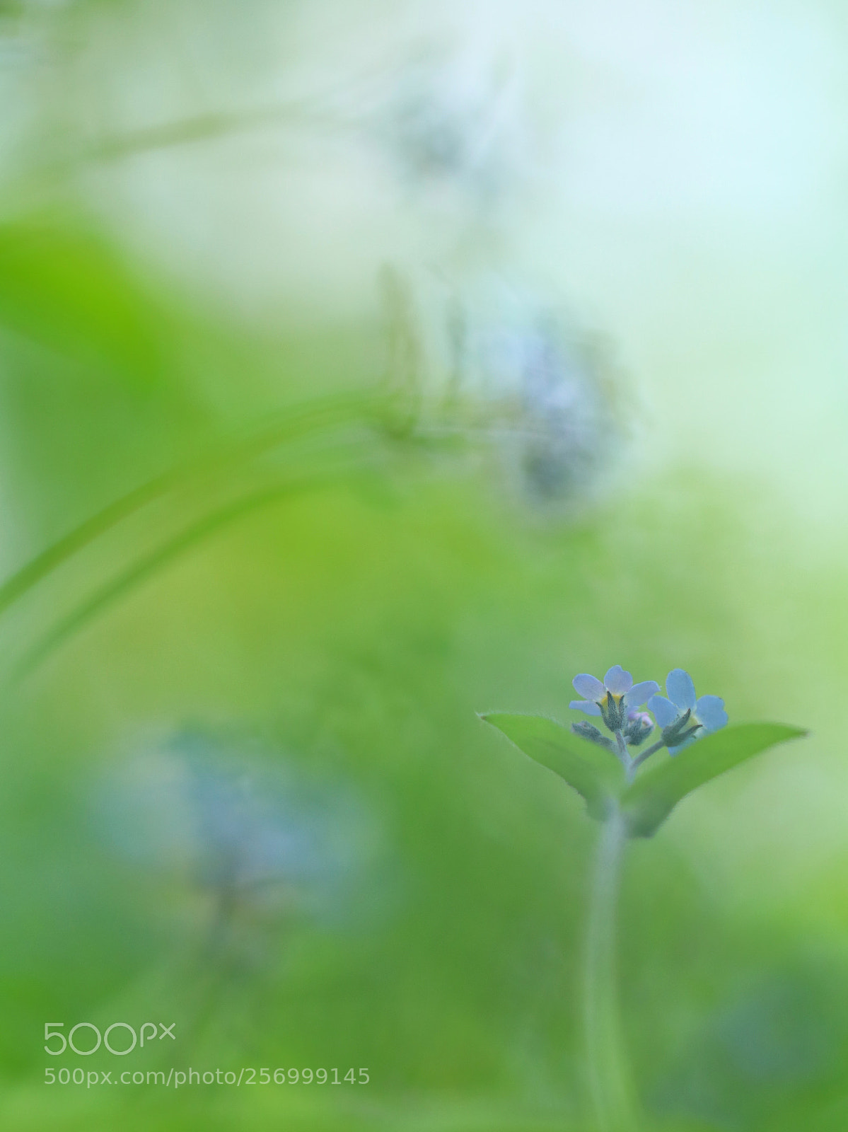 Canon EOS 80D sample photo. Blue softness photography