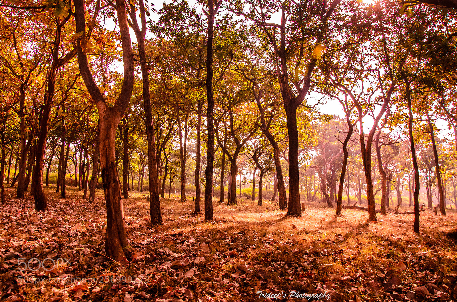Nikon D7000 sample photo. Majestic jungle photography