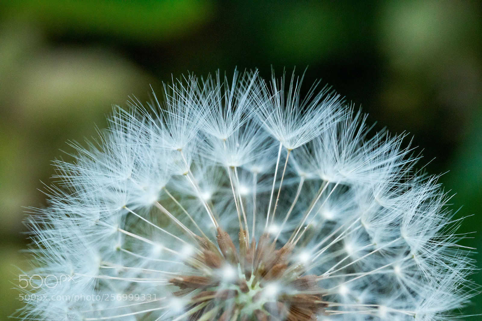 Canon EOS 70D sample photo. Dandelion photography