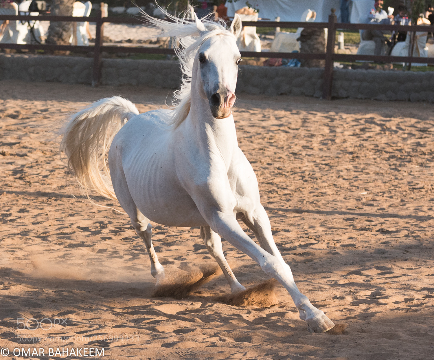 Nikon D750 sample photo. White horse photography