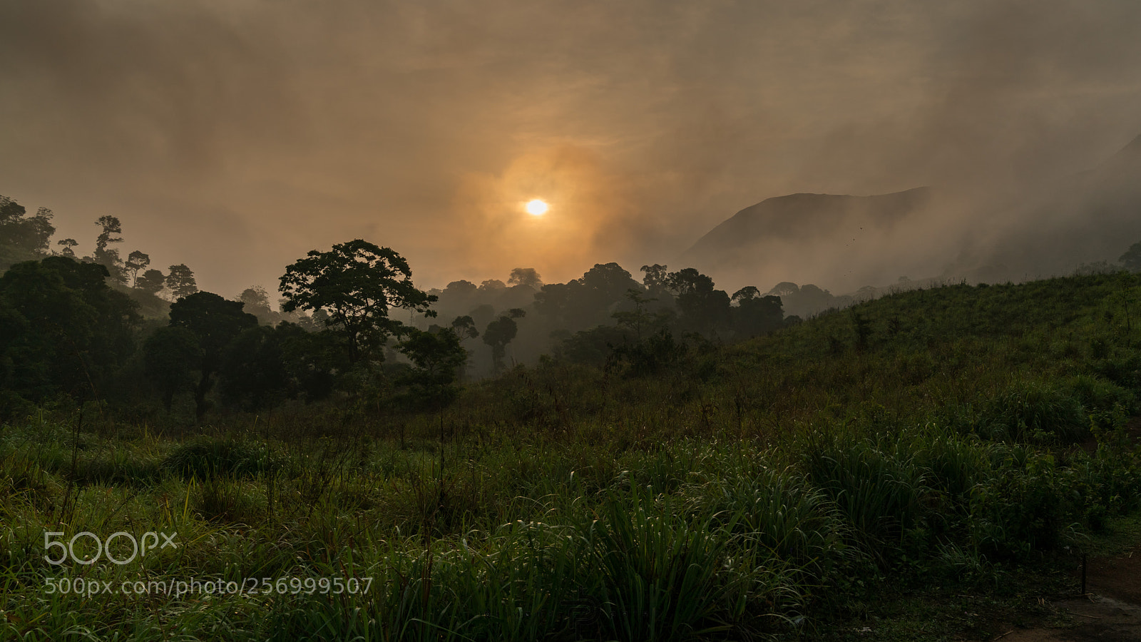 Sony a7R II sample photo. Morning delights photography