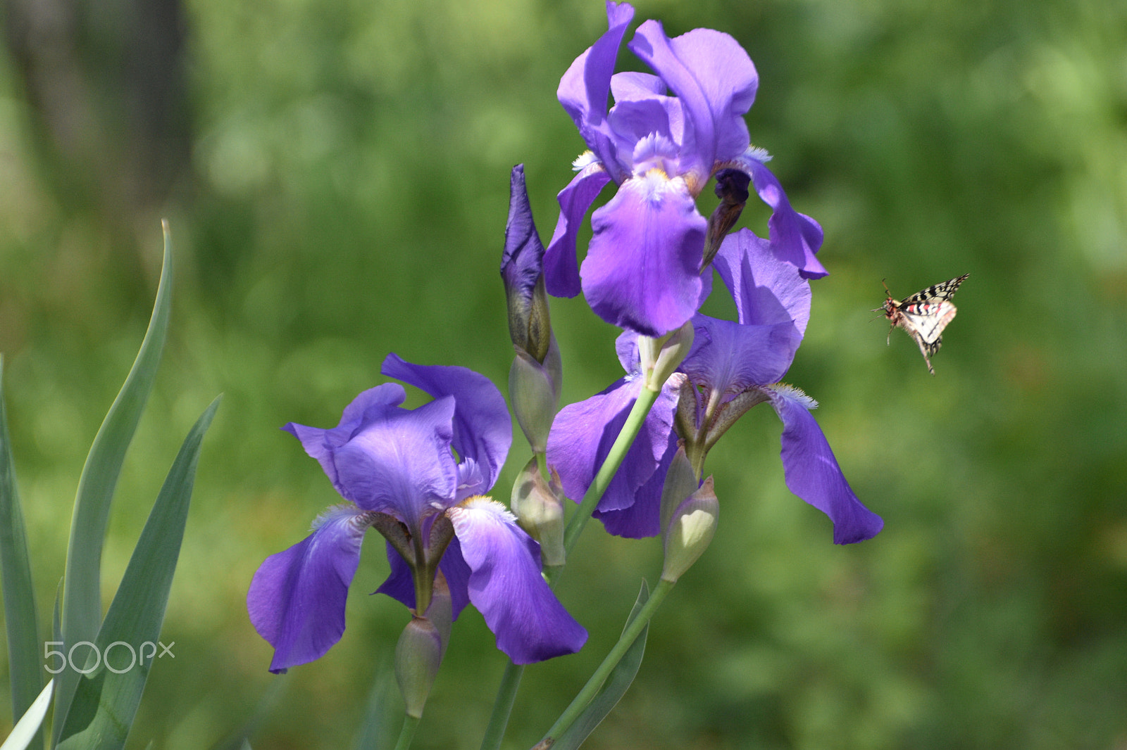 Nikon D7200 sample photo. Iris photography