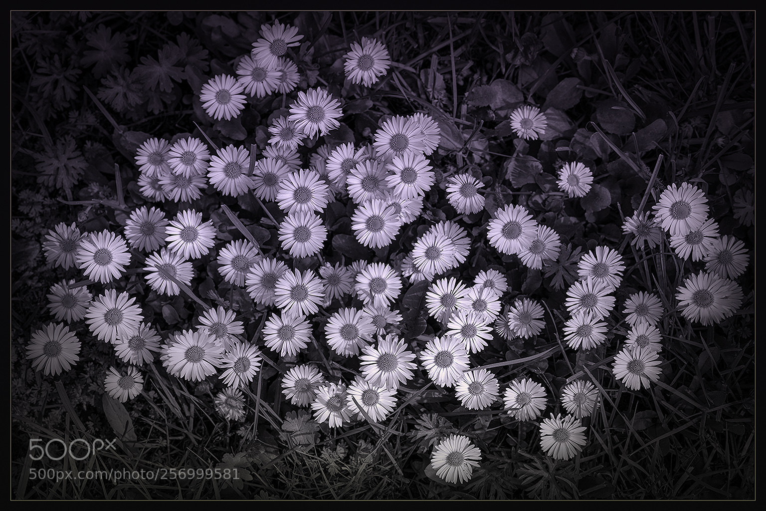 Sony a7R II sample photo. English daisies photography