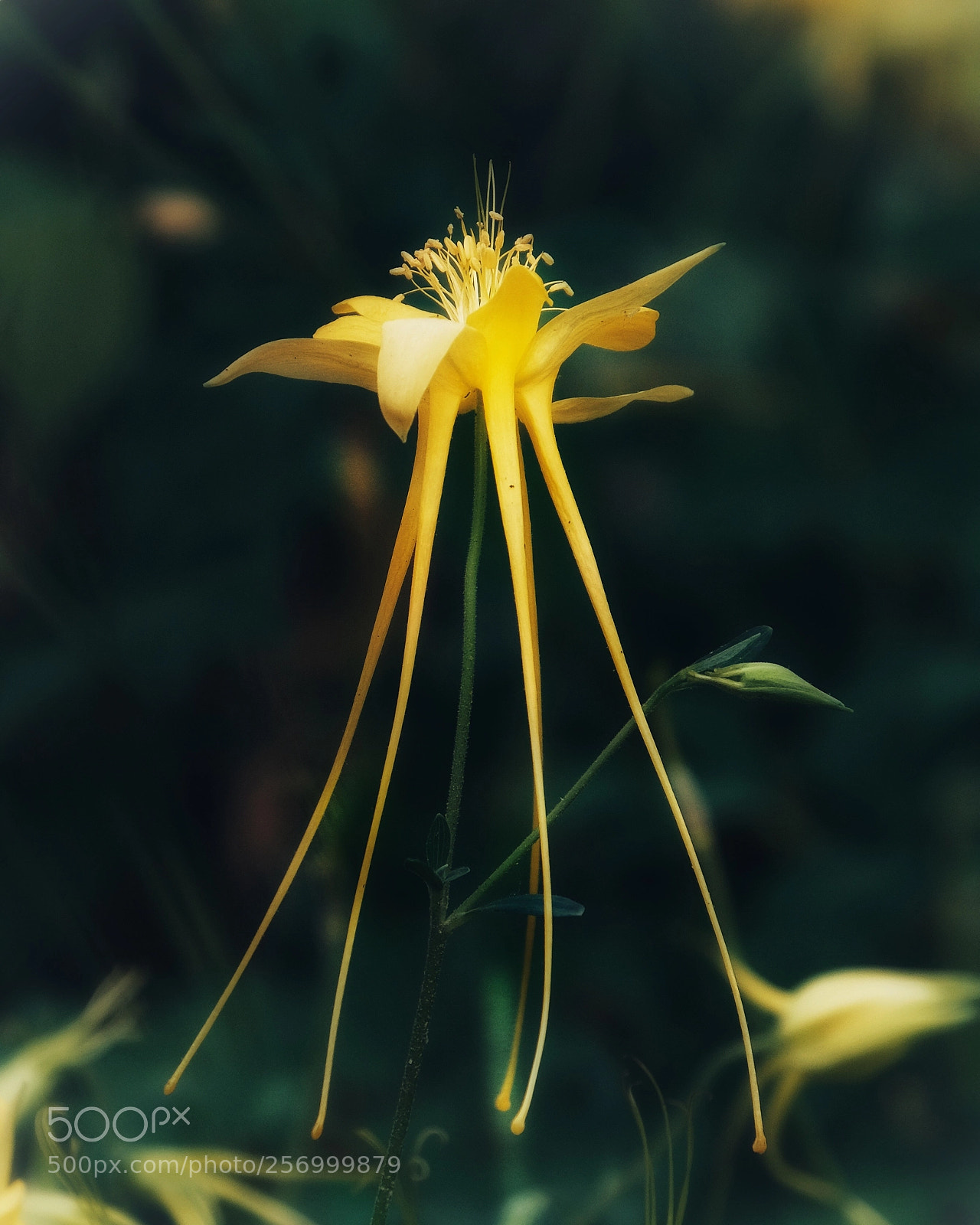 Fujifilm X-T1 sample photo. A fairytale in the photography