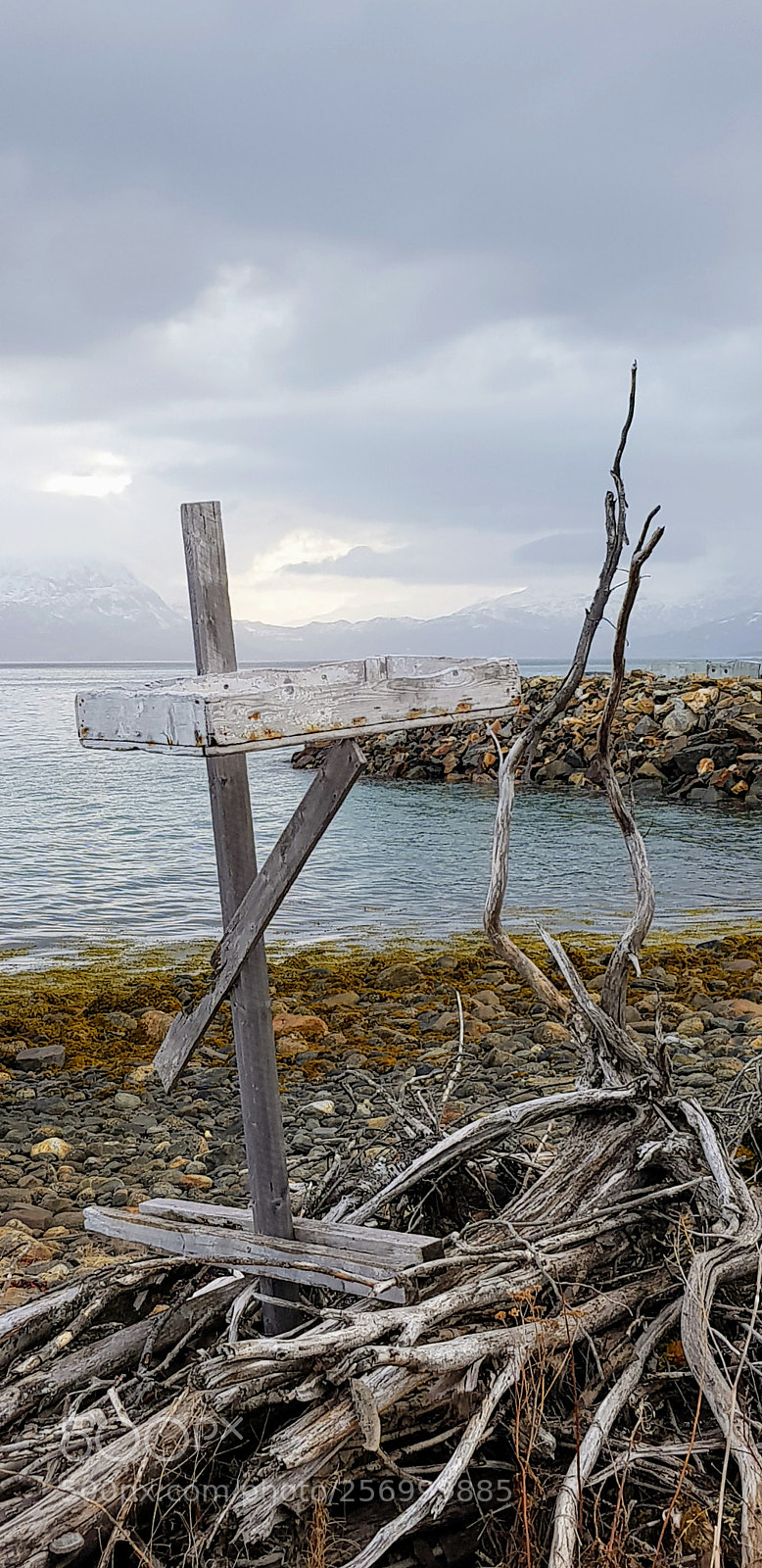 Samsung Galaxy S8 sample photo. An old nest for photography