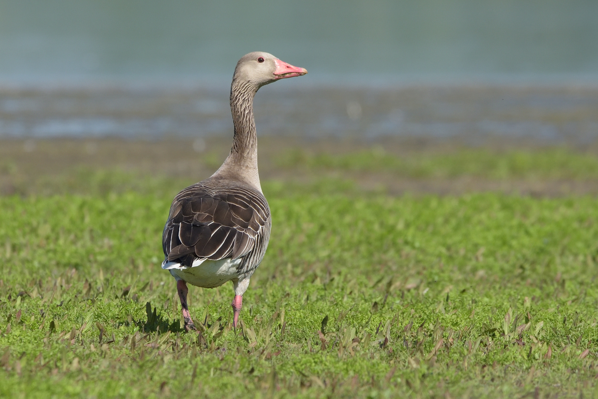 Nikon D750 + Sigma 150-600mm F5-6.3 DG OS HSM | C sample photo. Greylag goose (anser anser) photography