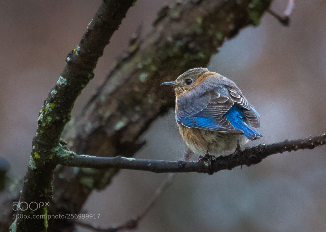 Canon EOS 7D sample photo. Eastern bluebird photography