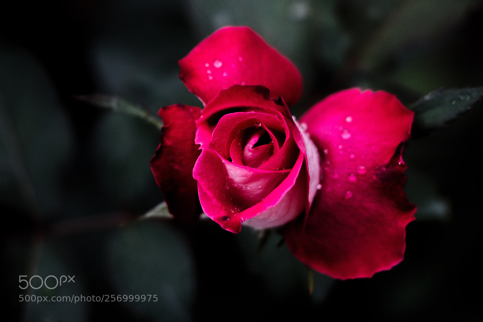 Canon EOS 700D (EOS Rebel T5i / EOS Kiss X7i) sample photo. Blooming in rain  photography