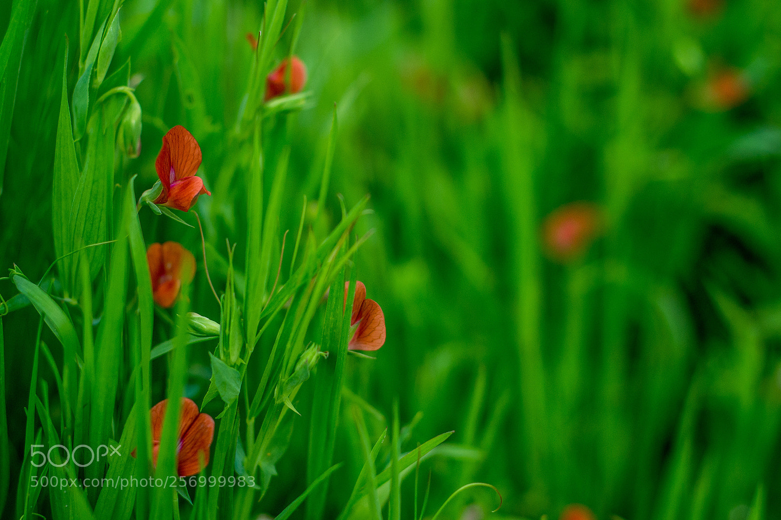 Nikon D3100 sample photo. Untitled photography