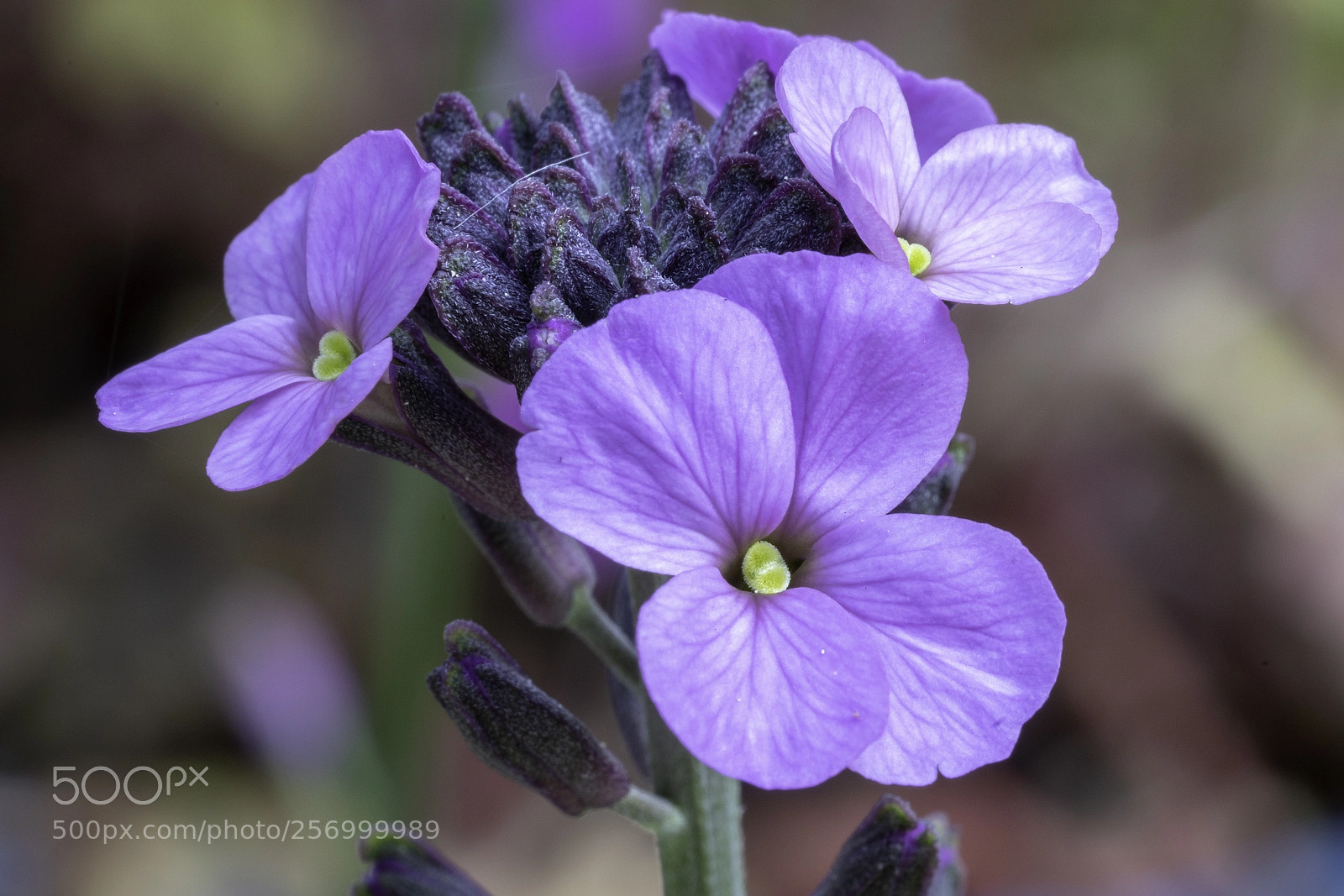 Sony a7R III sample photo. Hesperis matronalis photography