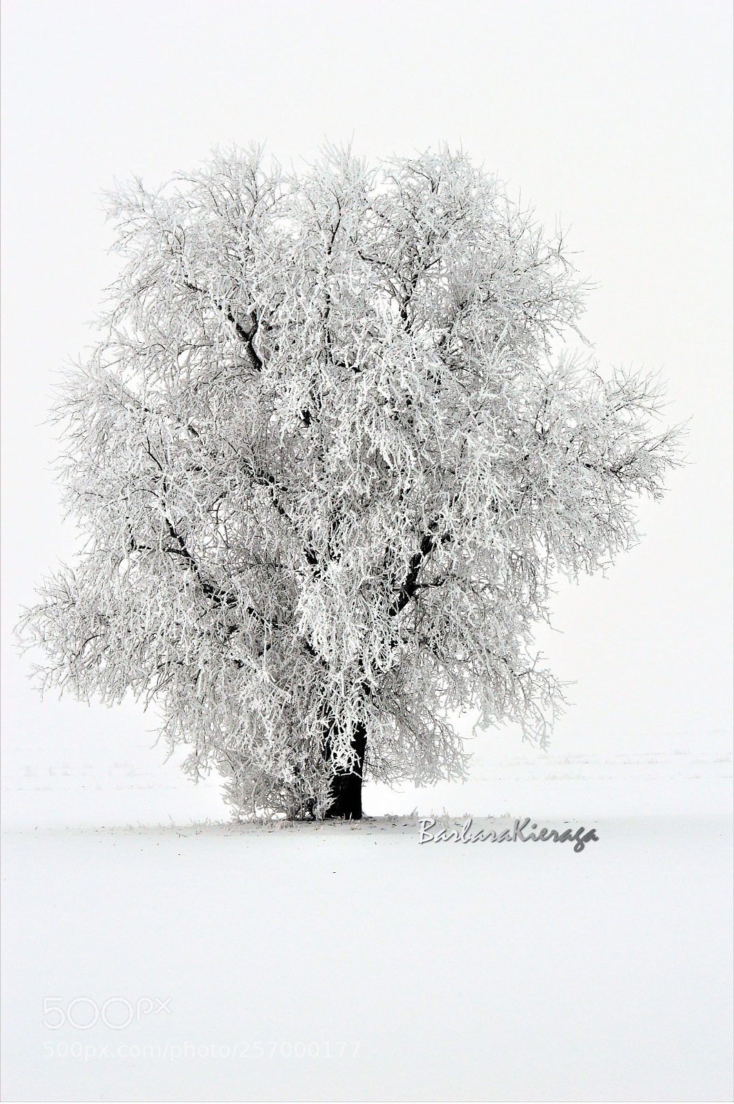 Nikon D3200 sample photo. Polish winter i photography