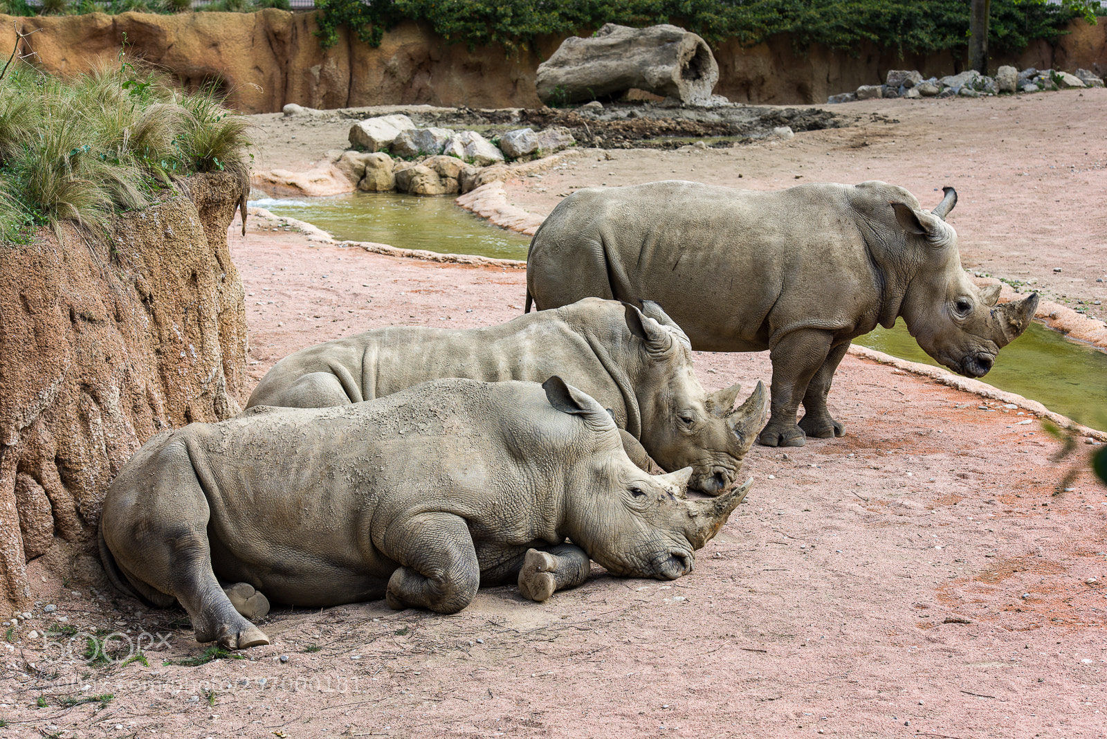 Nikon D810 sample photo. Rhinoceros photography