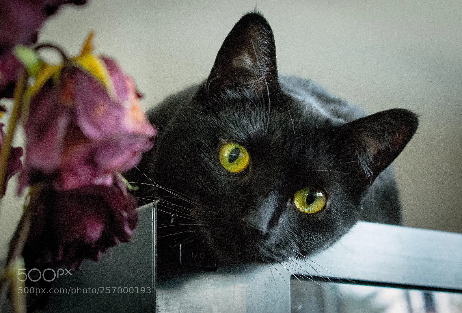 Nikon D3400 sample photo. A prince with his photography