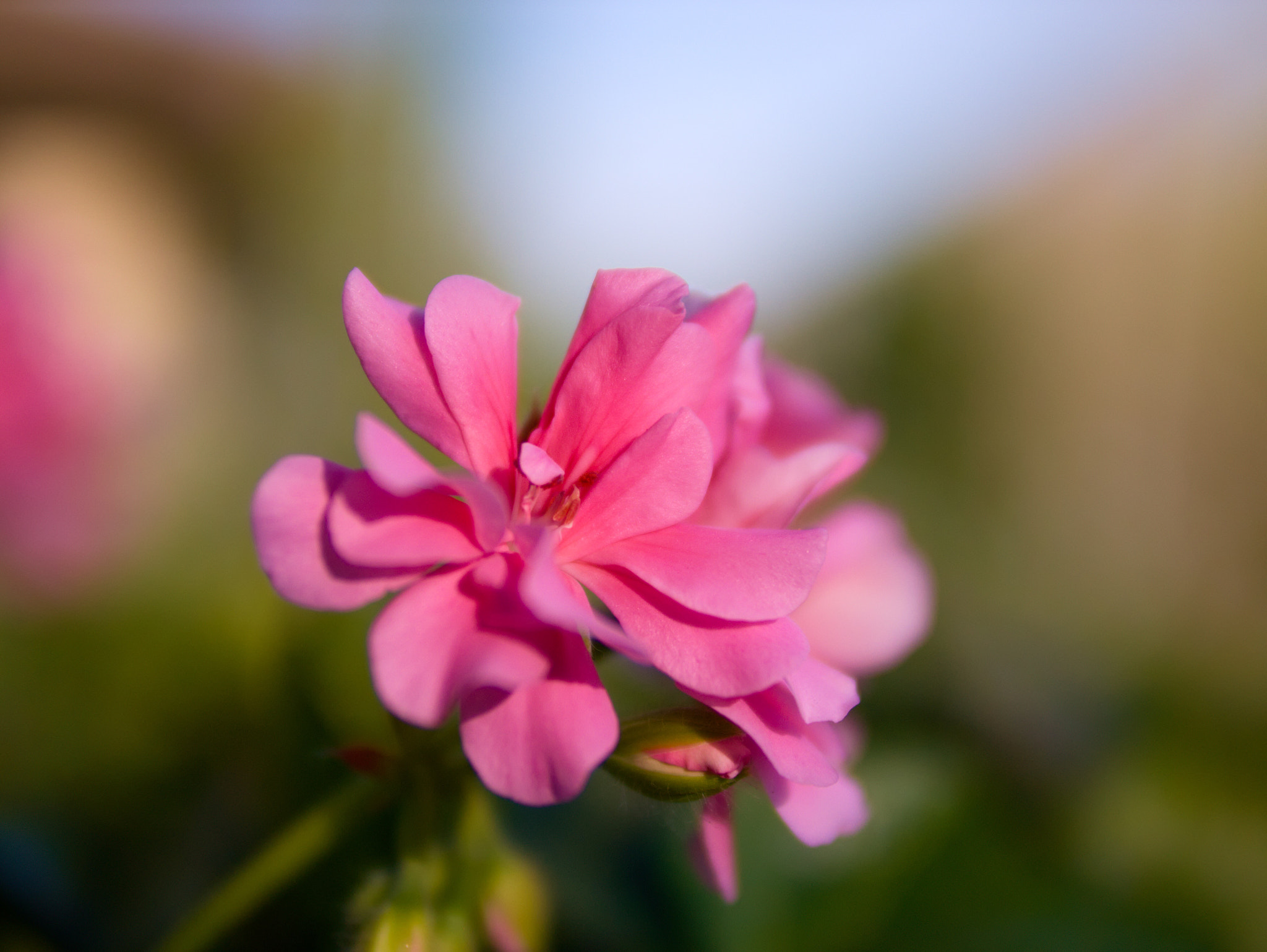 Panasonic Lumix DMC-G85 (Lumix DMC-G80) sample photo. Flower photography