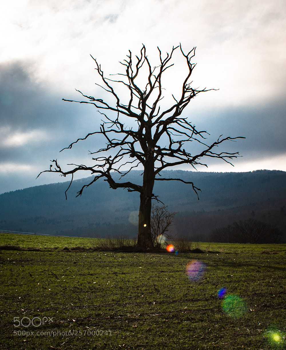 Canon EOS 70D sample photo. Mitten ins herz photography
