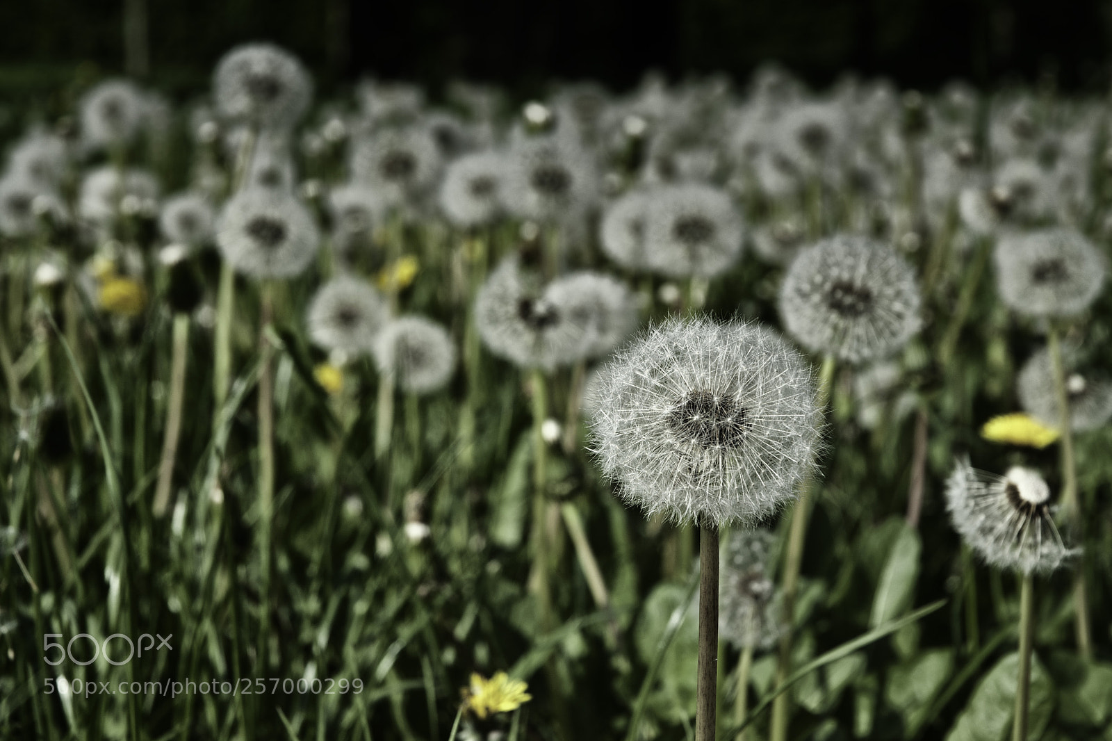 Nikon D200 sample photo. March of the dandelions photography