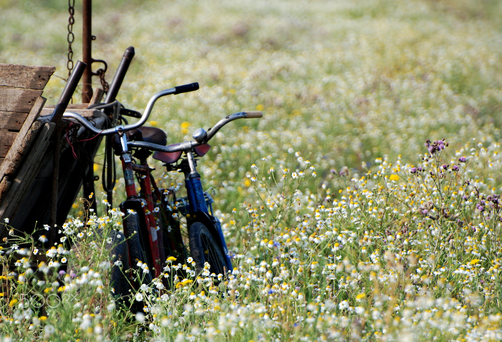 Nikon D80 sample photo. Rural life photography