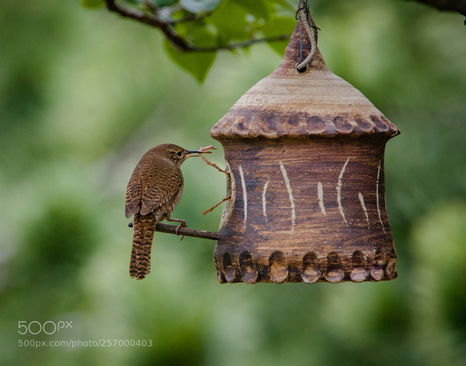 Canon EOS 40D sample photo. Early nest builder photography