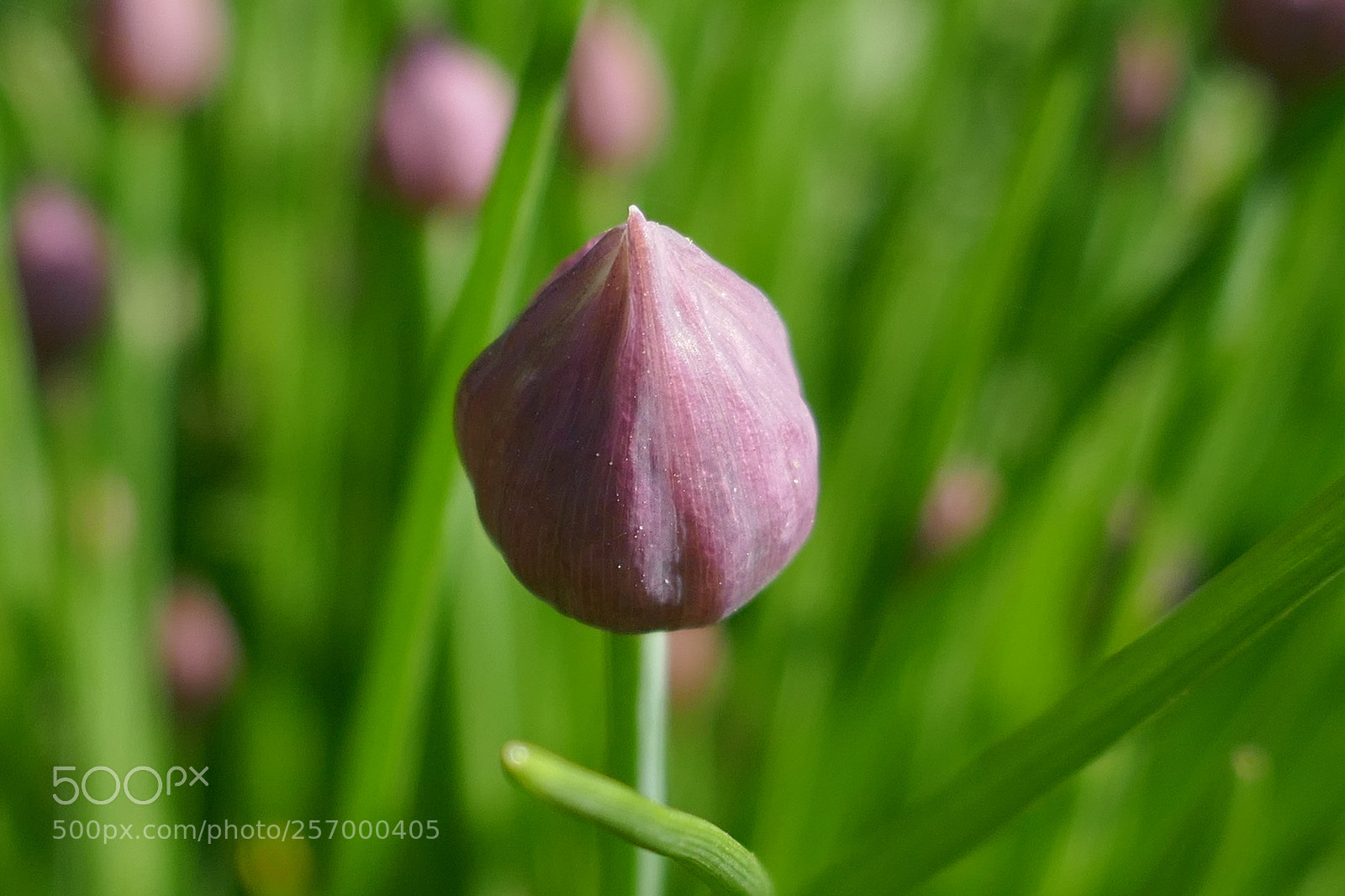 Panasonic Lumix DMC-ZS100 (Lumix DMC-TZ100) sample photo. Spring onions in the photography