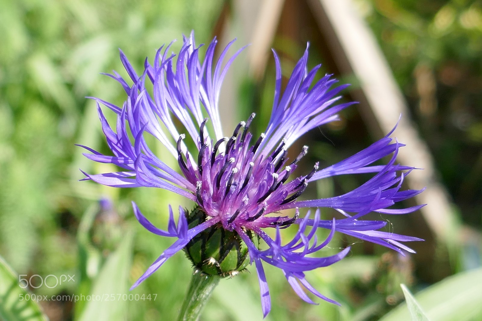 Panasonic Lumix DMC-ZS100 (Lumix DMC-TZ100) sample photo. Good morning photography
