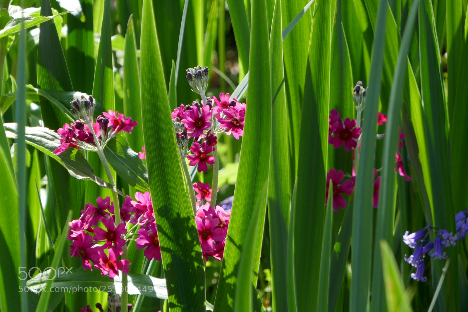 Panasonic Lumix DMC-ZS100 (Lumix DMC-TZ100) sample photo. Hiding in the grass photography