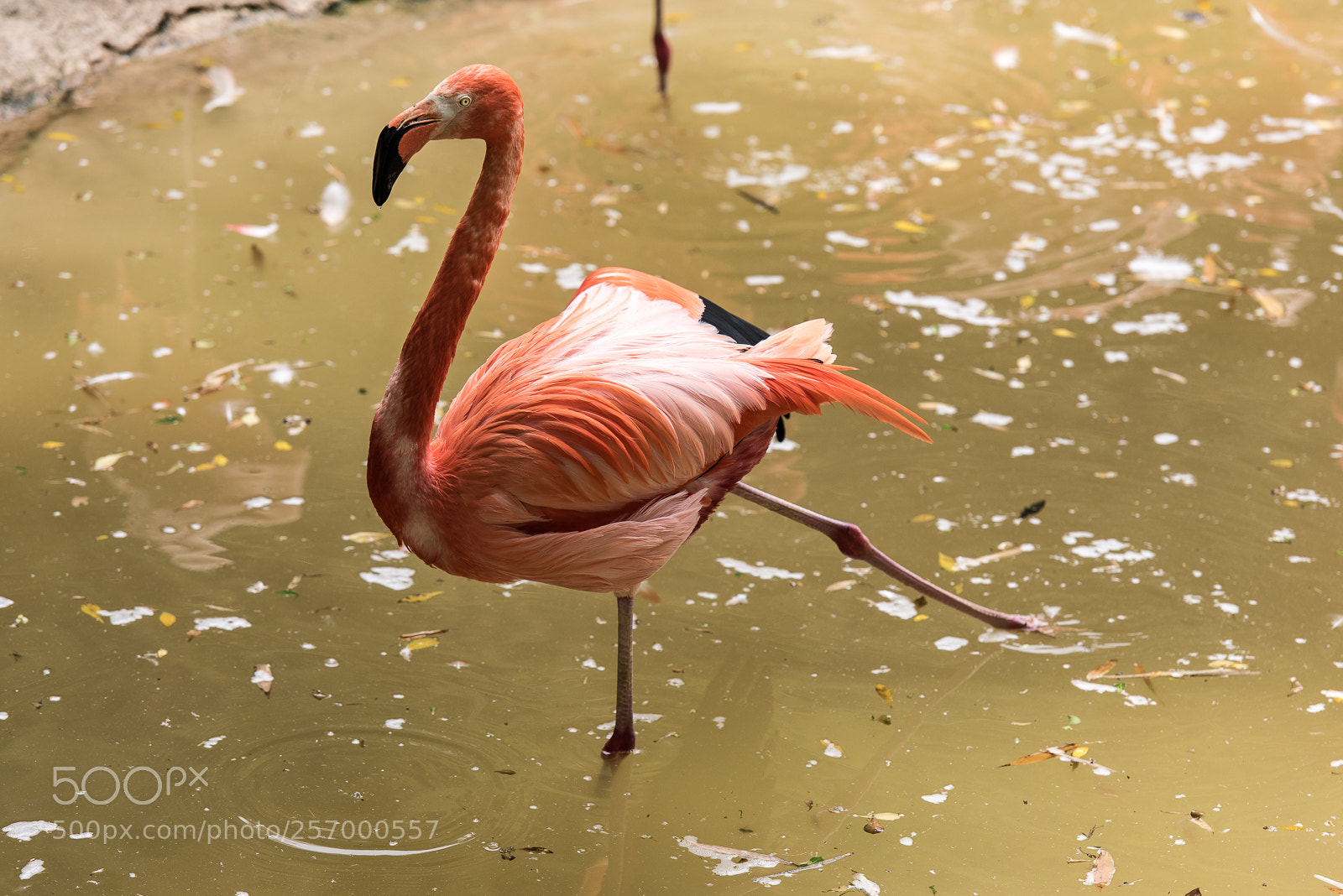 Nikon D810 sample photo. Flamingo dance photography