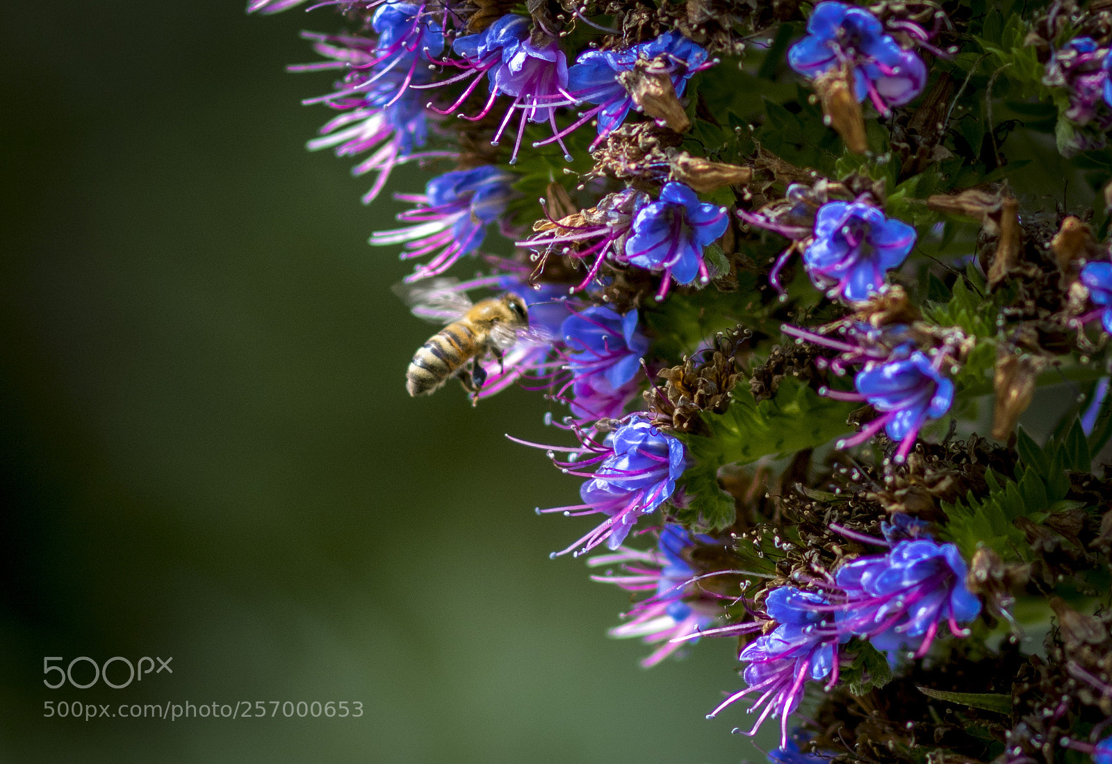 Canon EOS 750D (EOS Rebel T6i / EOS Kiss X8i) sample photo. Looking for nectar photography