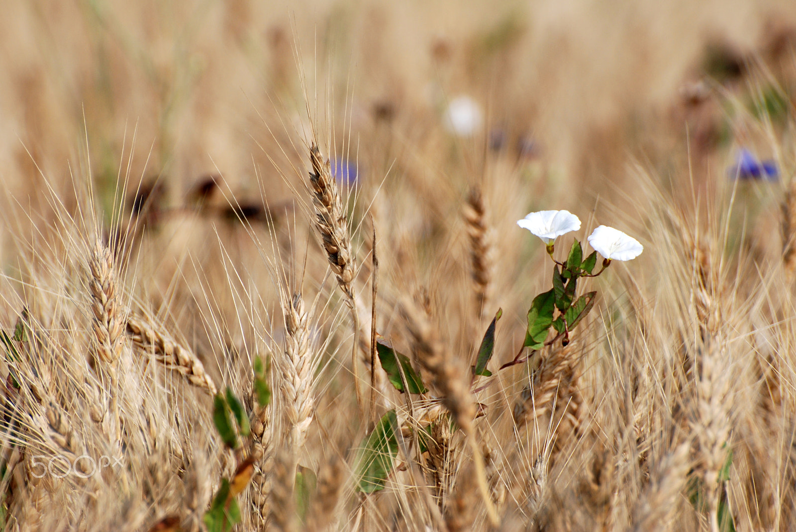 Nikon D80 sample photo. Field of grains photography