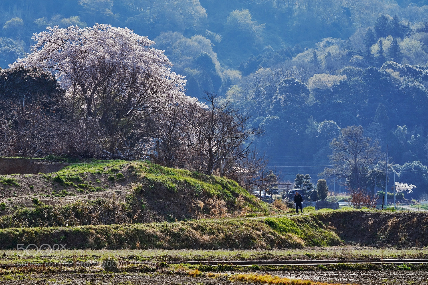 Sony a7R III sample photo. Spring in satoyama photography