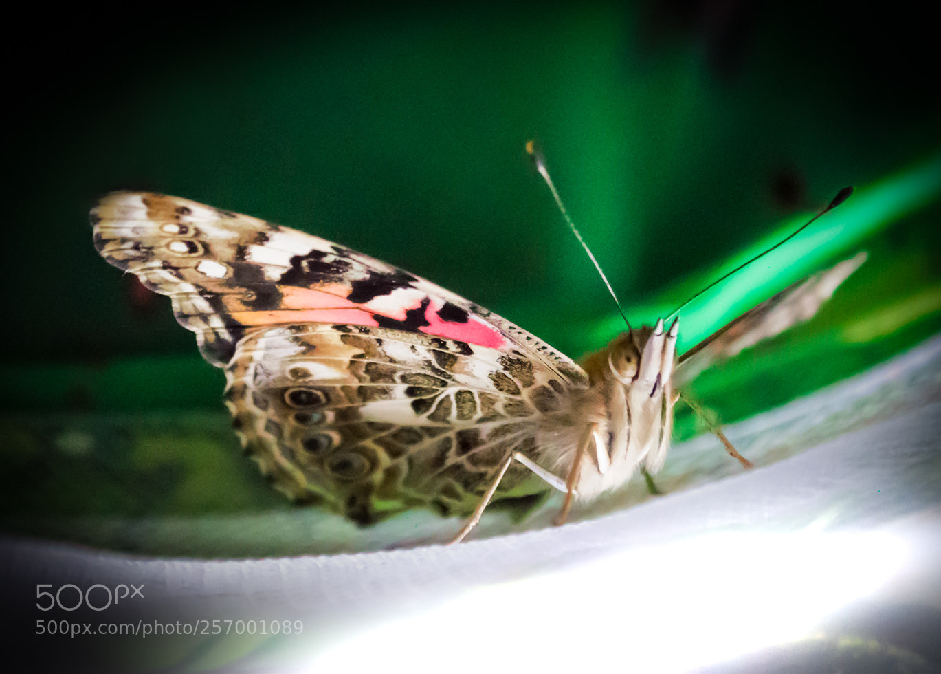 Nikon D3200 sample photo. Schmetterling photography