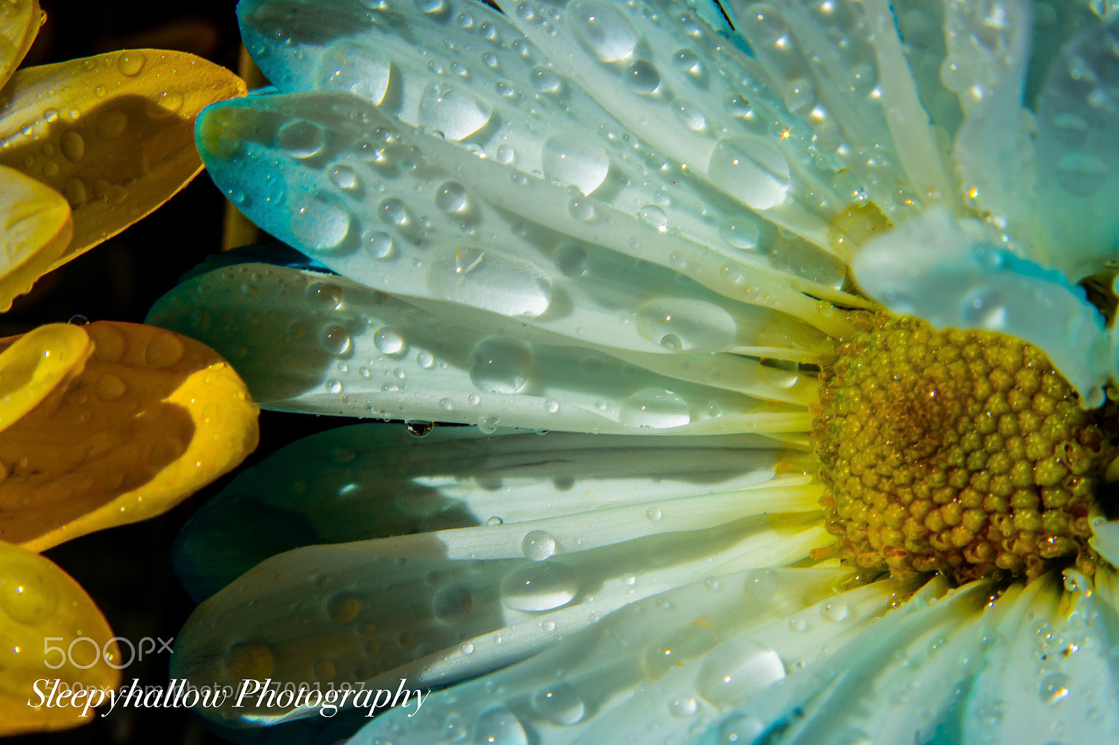 Canon EOS 1300D (EOS Rebel T6 / EOS Kiss X80) sample photo. Rainy daisies  photography