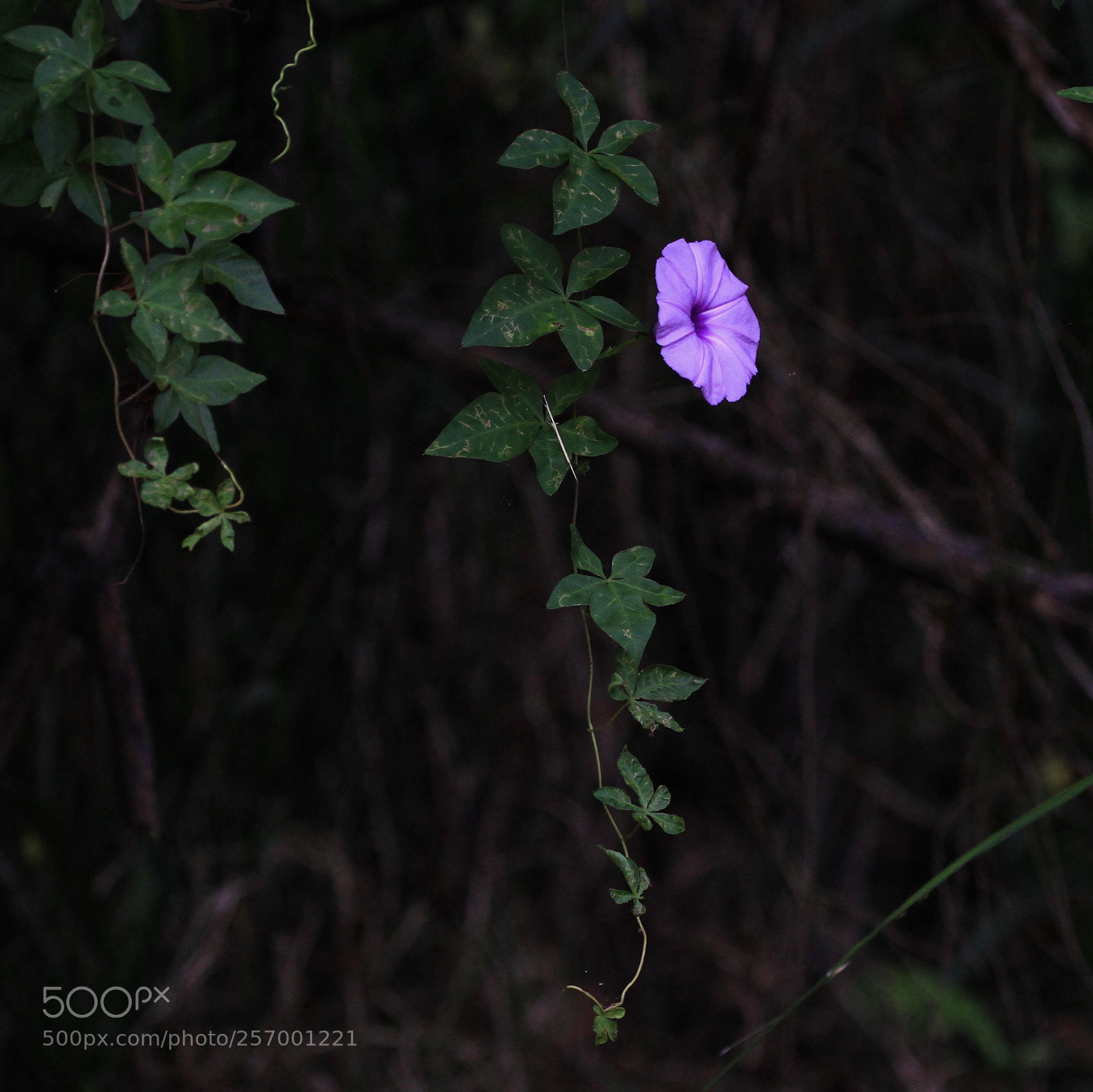 Canon EOS 7D sample photo. Untitled photography