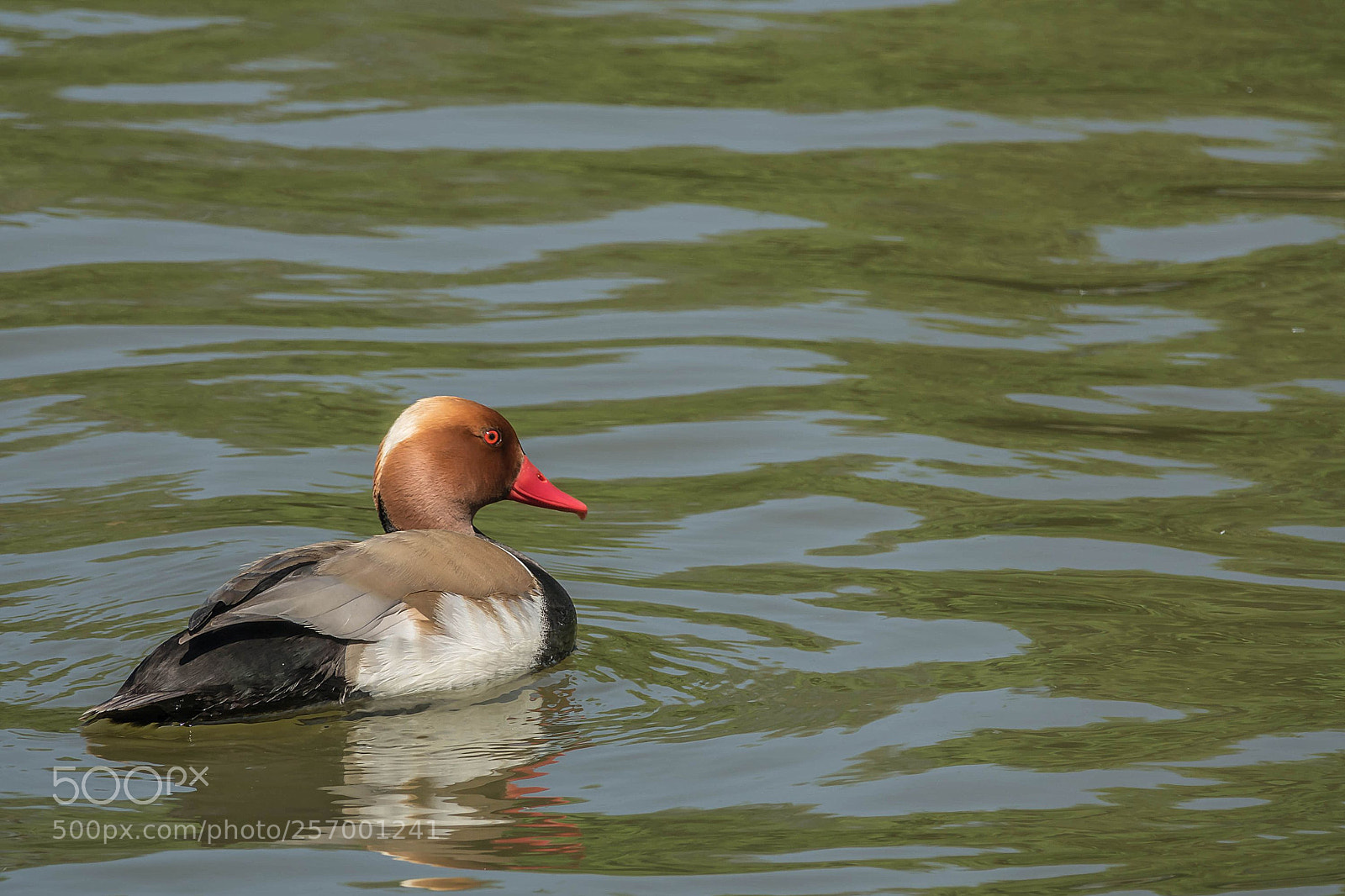 Sony Cyber-shot DSC-RX10 III sample photo. Netta rufina - pochard photography