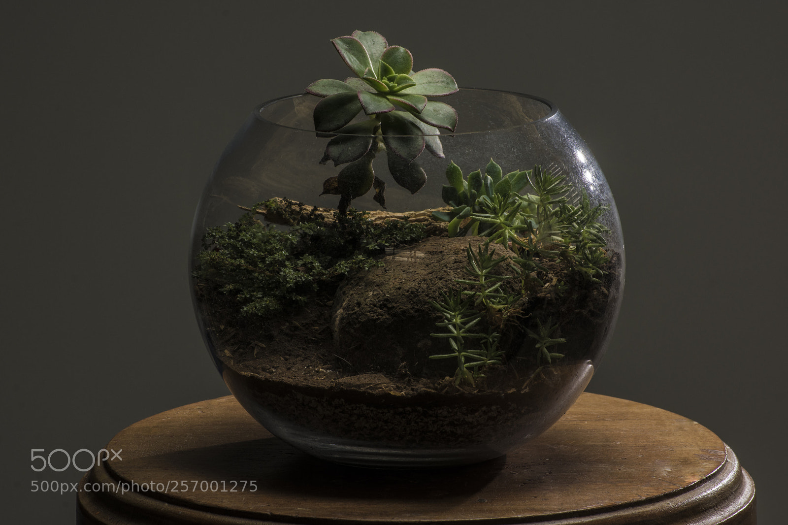 Nikon D3400 sample photo. Terrarium photography
