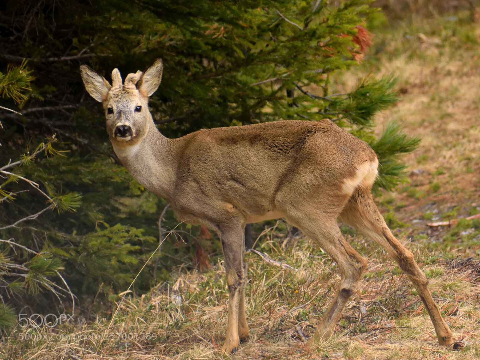 Nikon D3300 sample photo. Young roe in stelvio photography