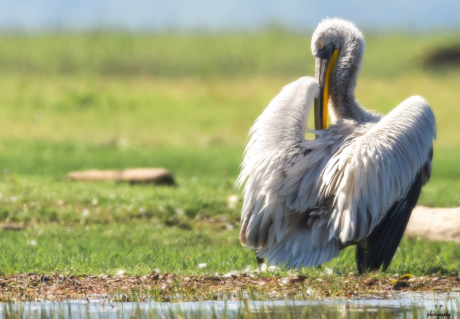 Nikon D7200 sample photo. Shy (dalmatian pelican) photography